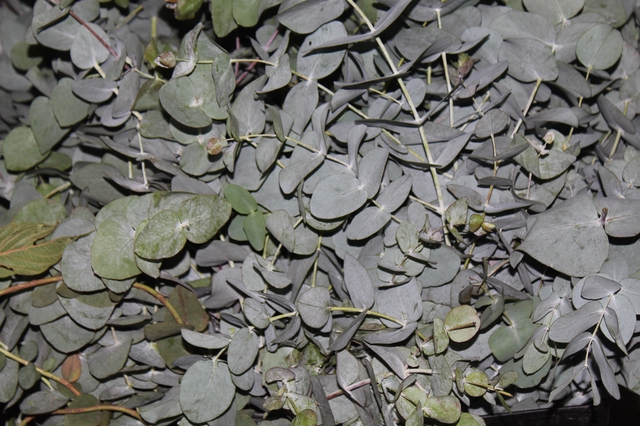 FOLHAGEM EUCAFLOR