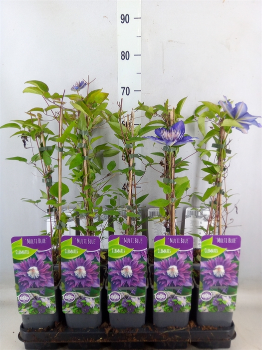 <h4>Clematis EL 'Multi Blue'</h4>