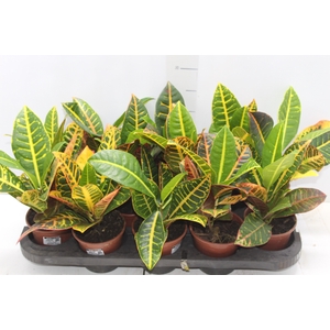CROTON HIBRIDO PETRA P11