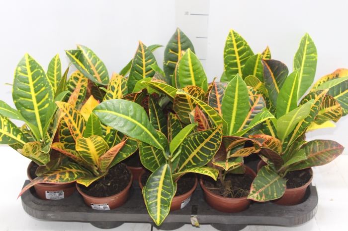 CROTON HIBRIDO PETRA P11