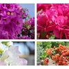 Bougainvillea overig