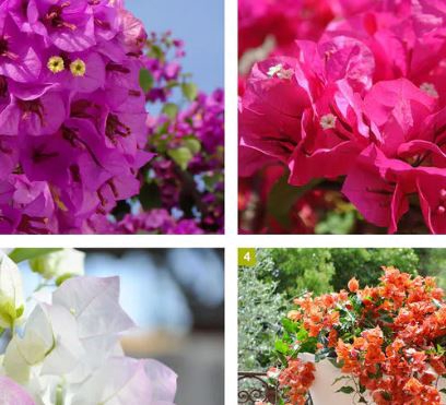 <h4>Bougainvillea overig</h4>