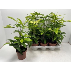 Dracaena Surculosa 14Ø 60cm 5pp