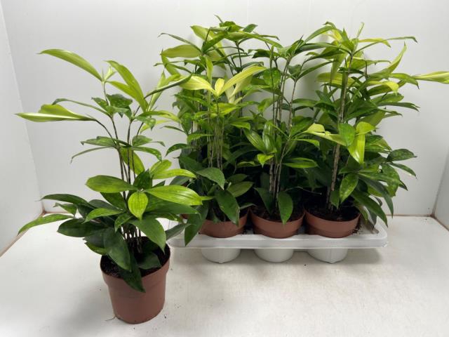 Dracaena Surculosa 14Ø 60cm 5pp