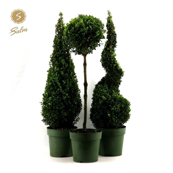 <h4>Buxus semp. Special Models XL Mix Shelf P23</h4>