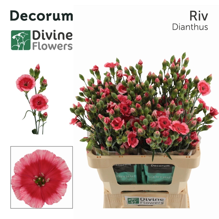<h4>Dianthus TR 'Solomio Riv'</h4>