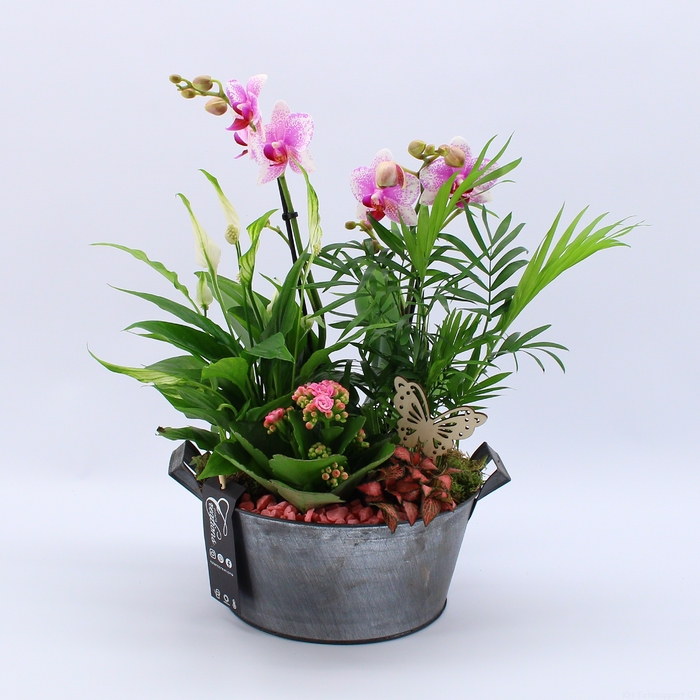 <h4>PHAL-2427RZ Phalaenopsis creatie</h4>