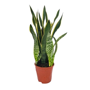Sansevieria Laurentii 19 cm