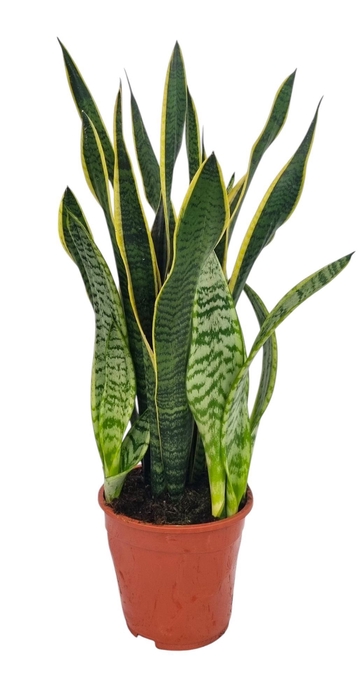 <h4>Sansevieria Laurentii 19 cm</h4>