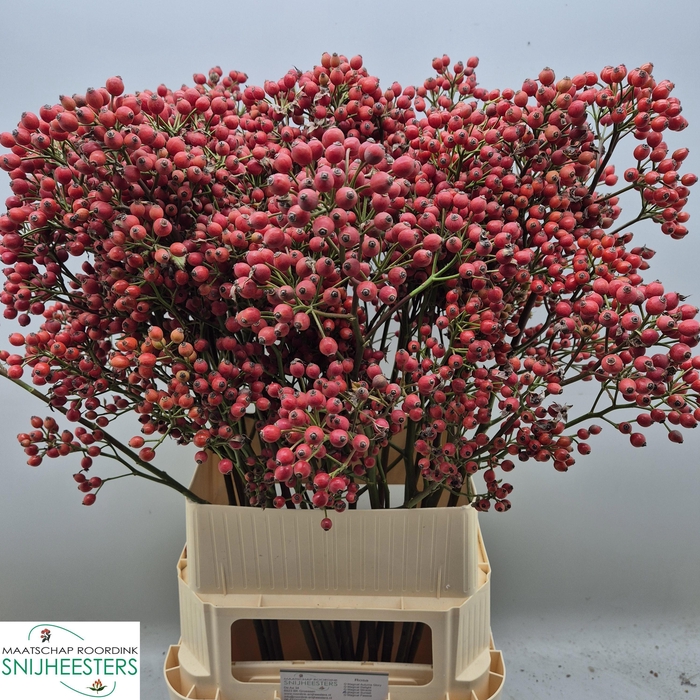 <h4>ROSA MAG SUNSET</h4>