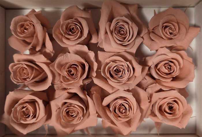 <h4>Ro Pres Mini Pink Dusty</h4>