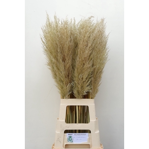 CORTADERIA OV