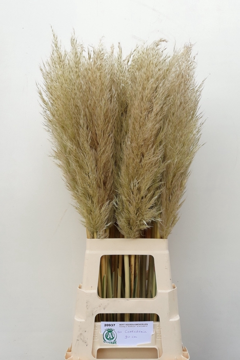 <h4>CORTADERIA OV</h4>