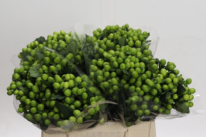 Hypericum Lucky Romance