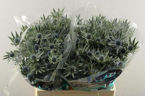 <h4>Eryng Orion L 60</h4>