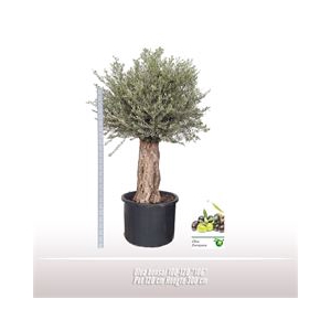 Olea bonsai 100-120 *106*