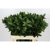 Ruscus Hypophyllum