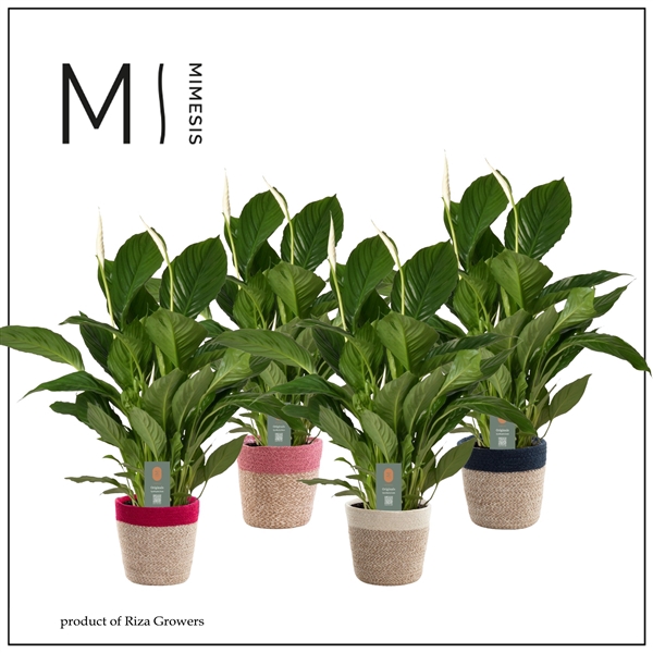 <h4>Mimesis Spathiphyllum Vivaldi -17 cm in Jelle mand - Rich Love</h4>