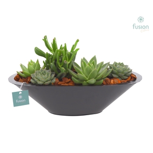 Schaal zink antraciet met Succulenten
