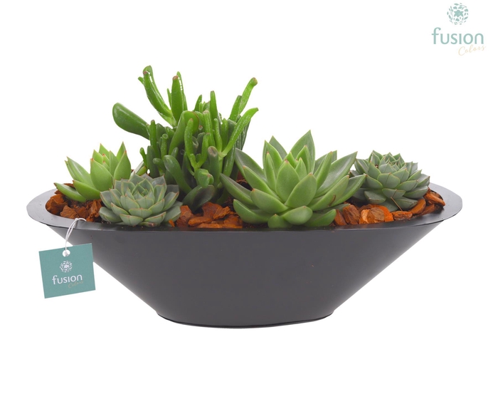 <h4>Schaal zink antraciet met Succulenten</h4>
