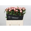 Paeonia Reine Hortense