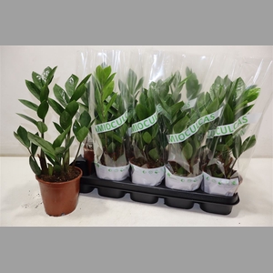 Zamio Zamiifolia