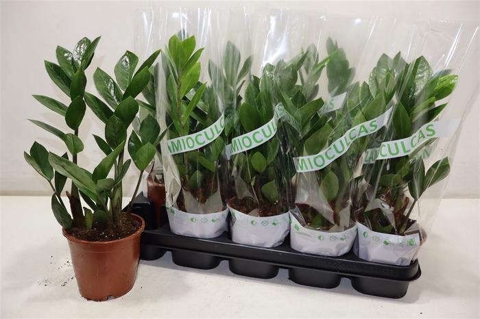 <h4>Zamio Zamiifolia</h4>