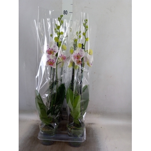Phalaenopsis  'Bohemian Goya'