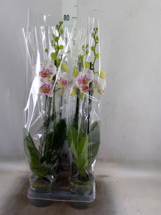 <h4>Phalaenopsis  'Bohemian Goya'</h4>