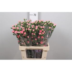 Di Tr Rascal Pink