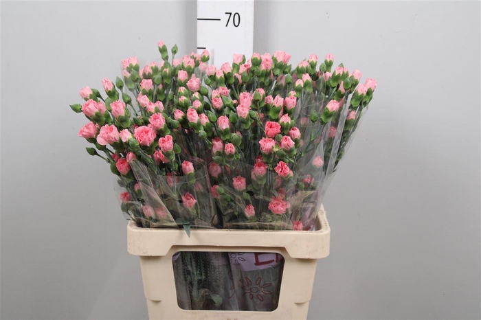 <h4>Di Tr Rascal Pink</h4>