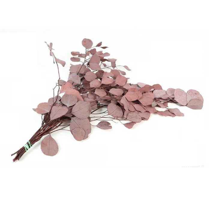 <h4>Preserved Eucalyptus Populus 65cm 150g</h4>
