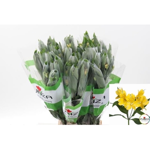 Alstr Voyager Yellow fu