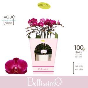 Bellissimo Amore in Molise White Aquo Giftbox