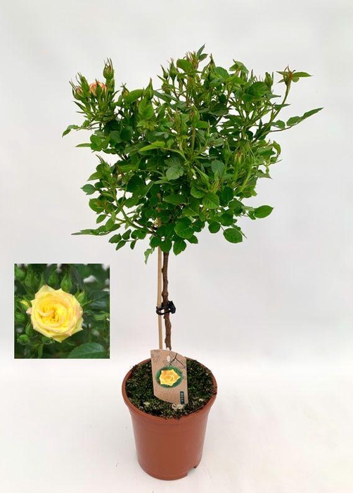 <h4>Roos op stam, geel</h4>