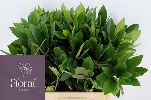 <h4>RHODODENDRON</h4>