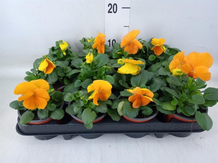 <h4>Viola wr. 'Alpha Orange'</h4>