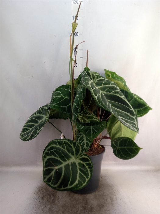 <h4>Anthurium cryst. 'Karma Crystal'</h4>