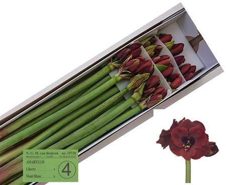 <h4>Hipp Ga Liberty</h4>