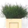 VACC HUCKLEBERRY