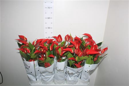 <h4>Anthu An Banderola Rood 5+</h4>