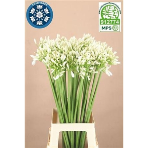 Agap Praecox Meoni 80cm