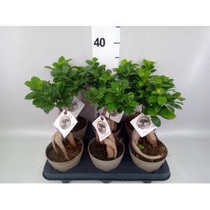 Ficus microcarpa 'Ginseng'