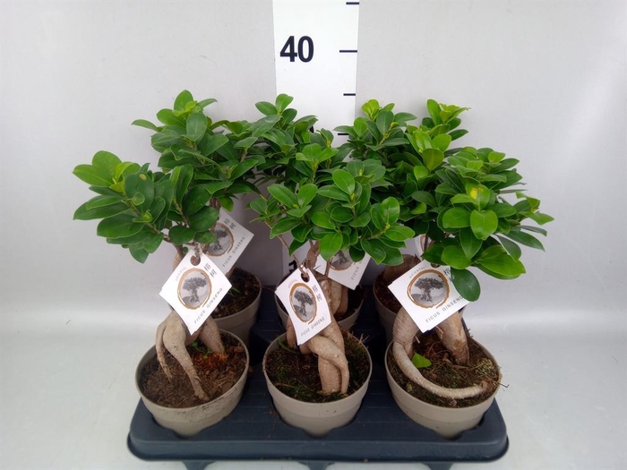 <h4>Ficus microcarpa 'Ginseng'</h4>