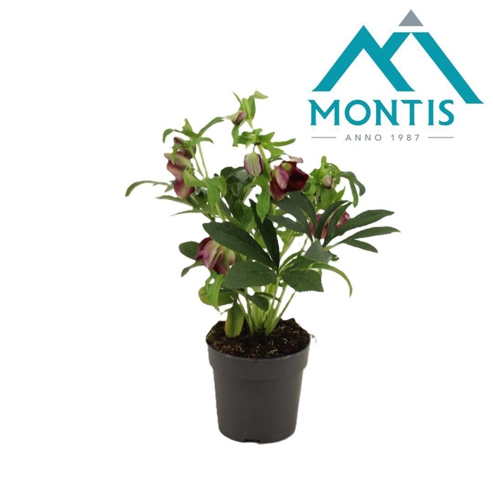 <h4>Hell Or Early Red 10+</h4>