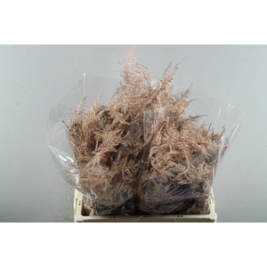 Asp Middel Getopt Koper *