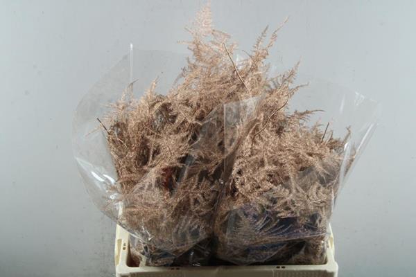 <h4>Asp Middel Getopt Koper *</h4>