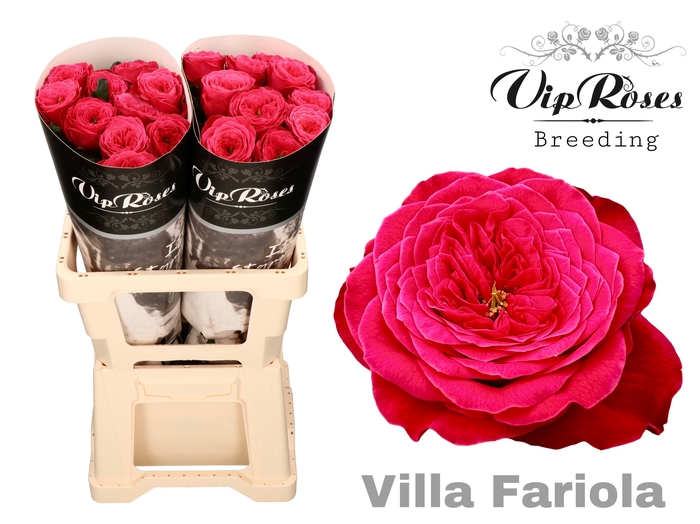 <h4>R GR VILLA FARIOLA</h4>