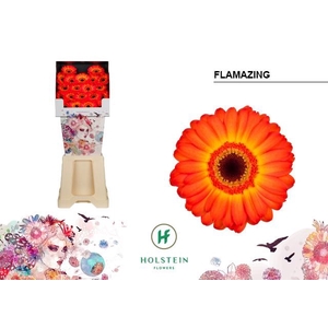 Germini Flamazing Diamond