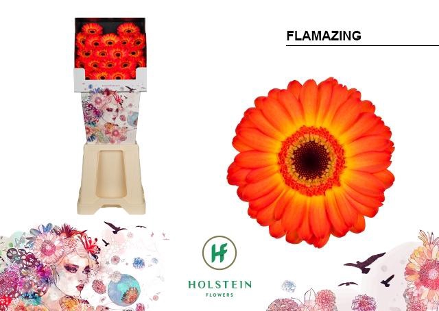 <h4>Germini Flamazing Diamond</h4>